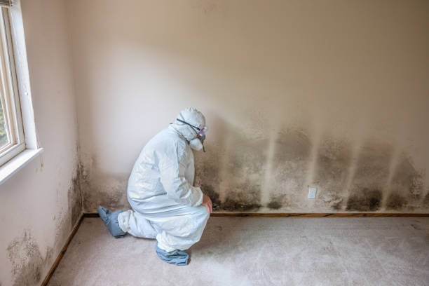 Best Office Mold Removal Services  in Streamwood, IL